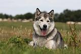ALASKAN MALAMUTE 676